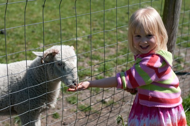 کاهش احتمال آسم کودکان با زندگی در مزرعه